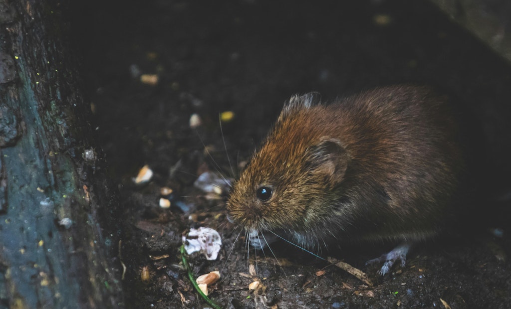 Prevent Animals from Invading Through Toilets