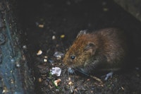 Prevent Animals from Invading Through Toilets