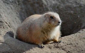 Prairie Dog Control With a Vacuum Truck