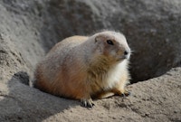 Prairie Dog Control With a Vacuum Truck