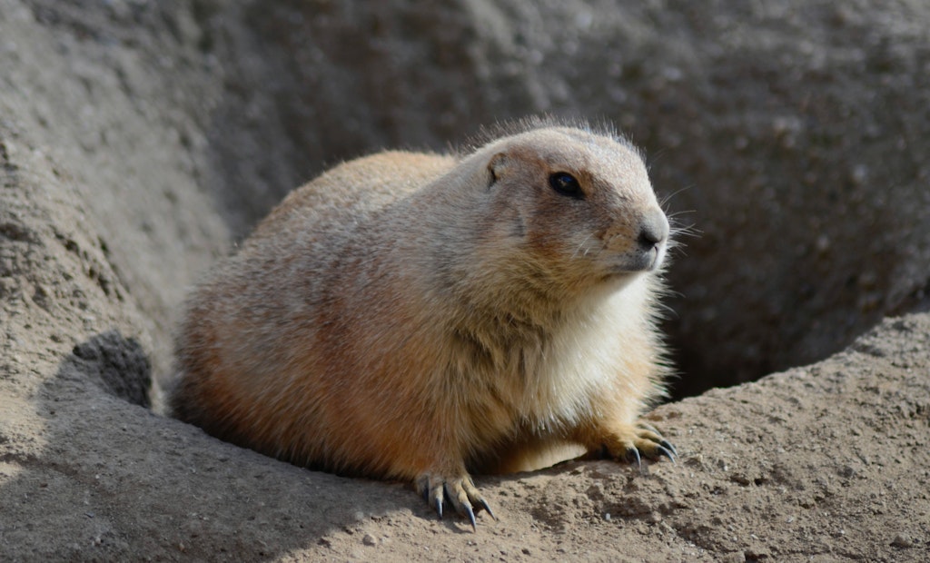 Prairie Dog Control With a Vacuum Truck