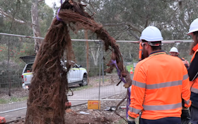 Utility Crews Need Excavator to Pull Massive Root Infestation Out of Sewer